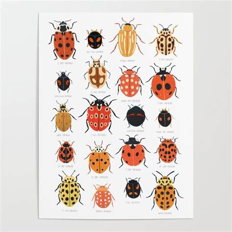 ny LadyBugs