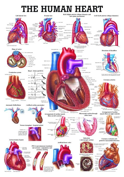 ny Map of the Human Heart