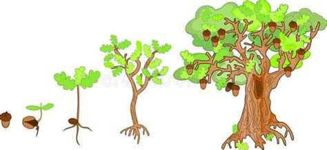 oak tree diagram 