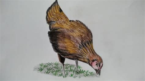 objek hewan, Hewan object detection dataset by soleh