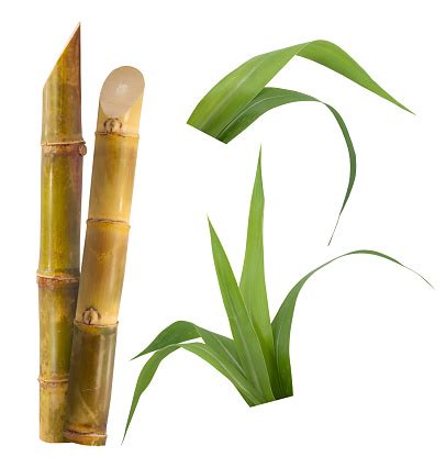 objek tunggal, Gambar tunggal