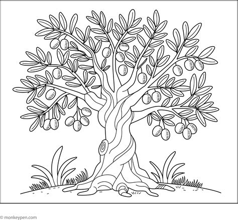 olive tree coloring page, Olive tree coloring page
