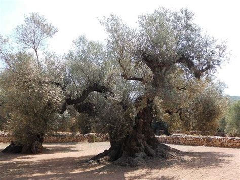 olivträd fejk