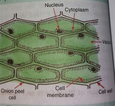 onion cell diagram label 