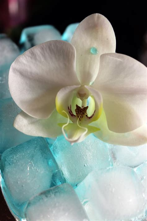 orchids and ice cubes