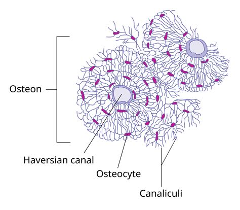 osteocyte diagram 