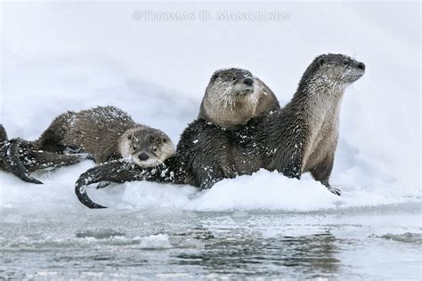 otter ice fishing