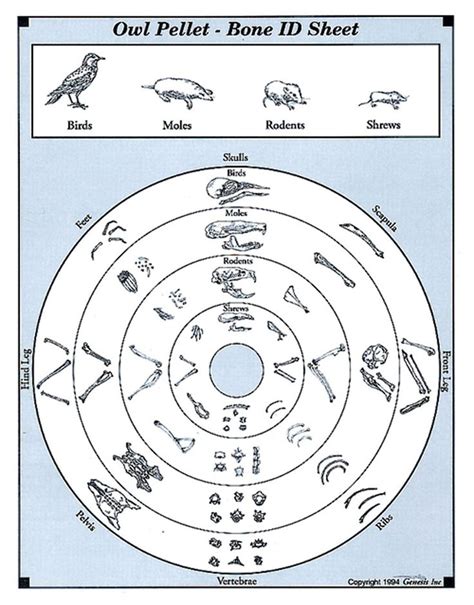 Owl Pellet Bone Id Chart