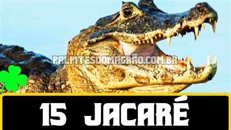 palpite jogo do bicho jacaré