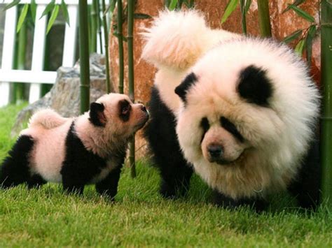 panda colored chow chow, Are there dogs that look like pandas
