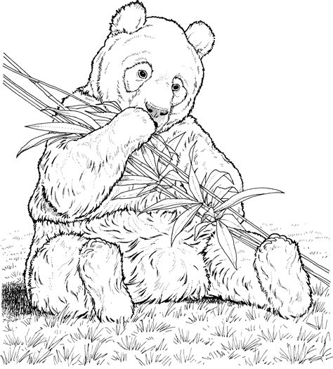 panda coloring pages realistic, Free panda. Coloring panda pages adults clipart giant