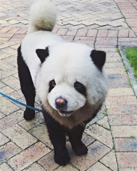 panda colour chow chow, Ava is looking into 'panda' chow chows' welfare