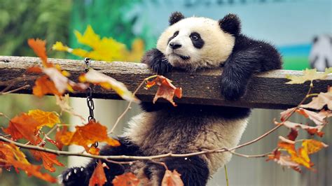 panda hd wallpapers for laptop, Panda laptop wallpapers