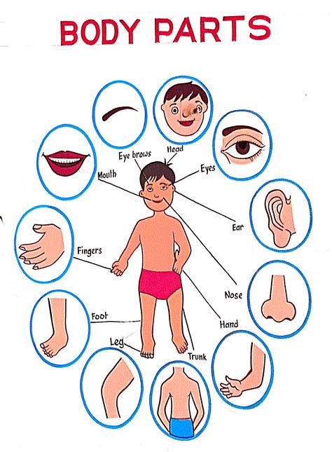 parts of body diagram 