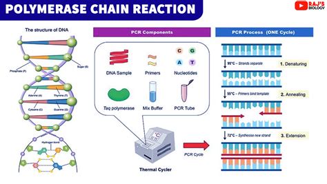 pcr schematic diagram 