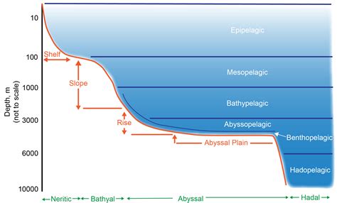 pelagic zone diagram 