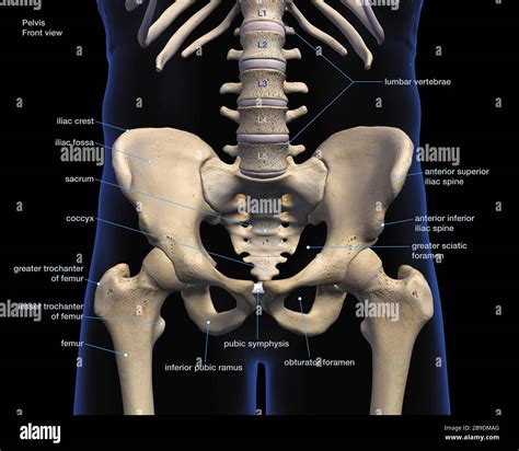 pelvis diagram male 