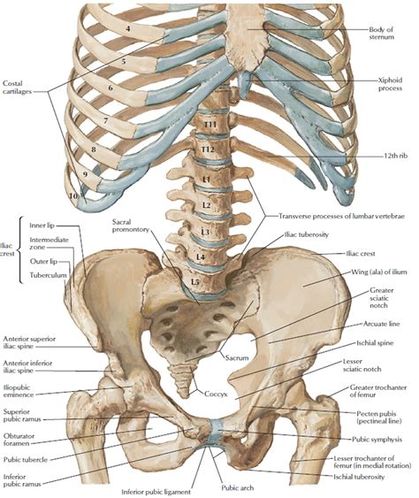 pelvis vertebrae diagram 
