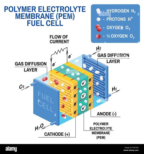 pem membrane vector image, Pem membrane