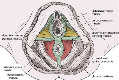 perineum anatomical diagram 