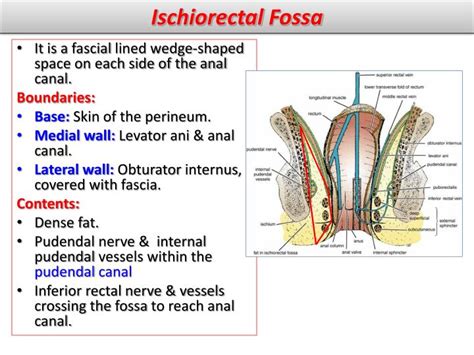 perineum diagram canal 