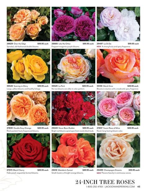 Perkins Roses Catalog