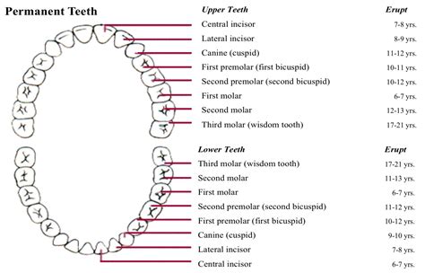 Permanent Teeth Chart