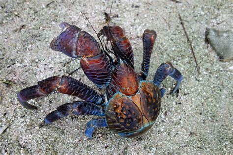pic of a coconut crab, Coconut crab. Birgus latro robber hermit crustacean