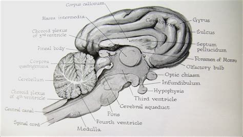 pig brain diagram 