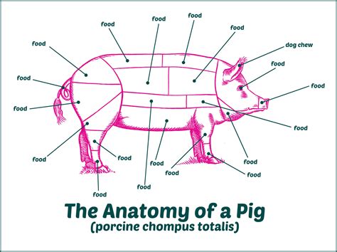 pig diagram label 