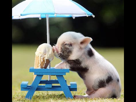piglet eating ice cream
