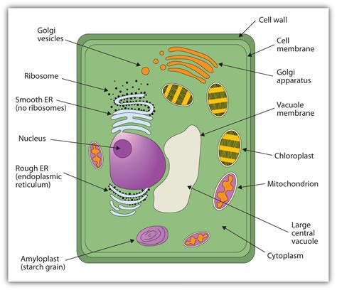 plant cell membrane diagram labeled 