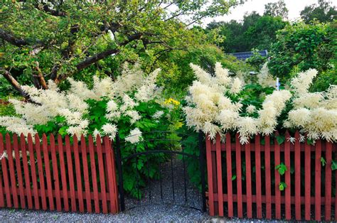 plymspirea giftig