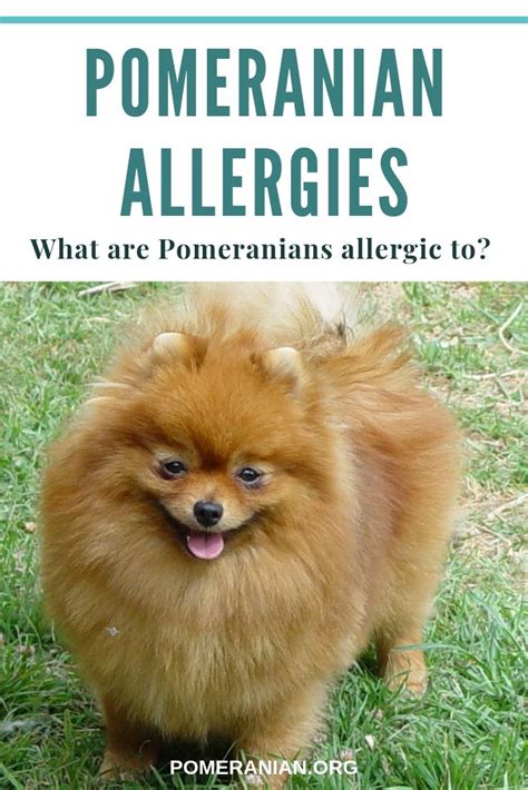 pomeranian allergi