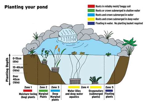 pond design diagram 
