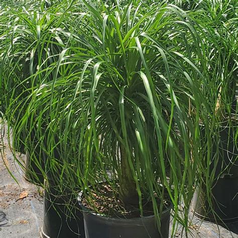 ponytail palm for sale near me delivery, Ponytail mydomaine tree repotting. Pin on home