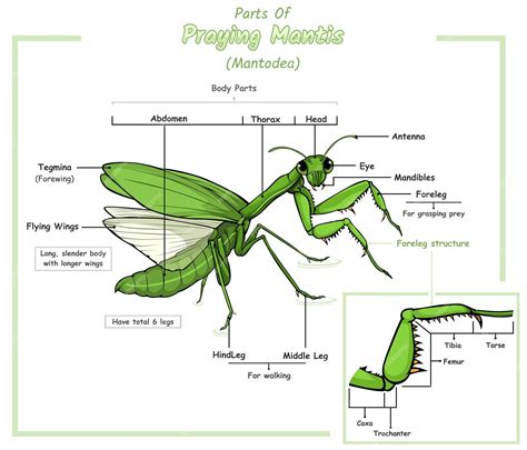 praying mantis body parts diagram 