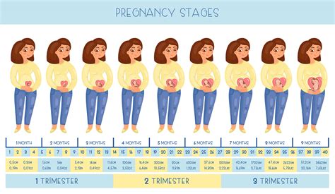 pregant diagram 