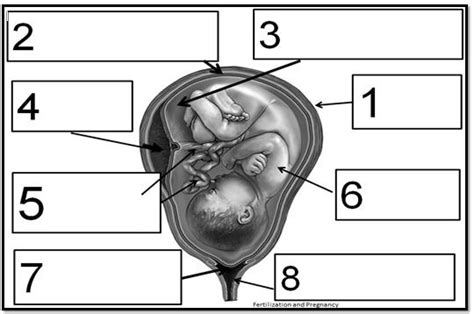 pregnant woman diagram unlabelled 