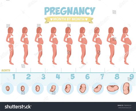 pregnant woman stomach diagram 