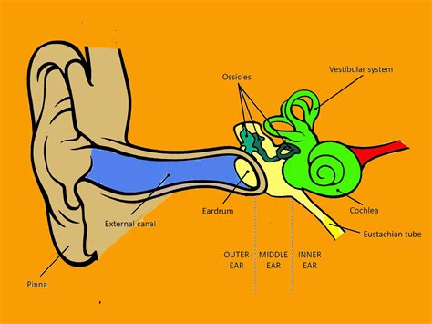 preschool ear diagram 