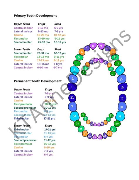 Primary Dentition Chart
