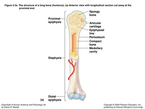 proximal epiphysis long bone diagram 