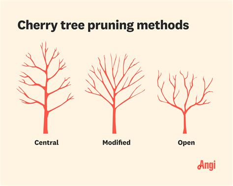 pruning cherry trees diagram 