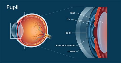 pupil eye diagram 