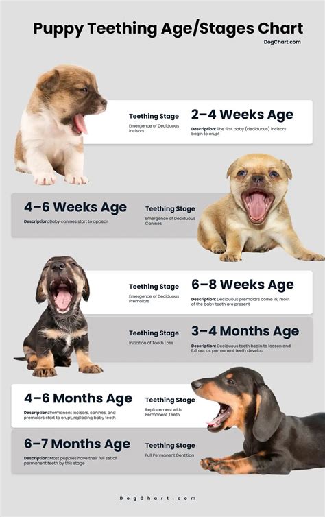 Puppy Teeth Age Chart