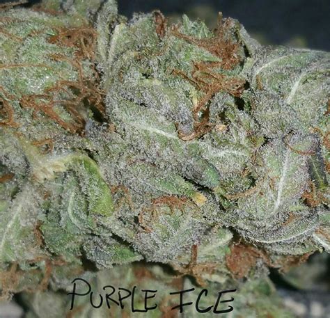 purple ice strain