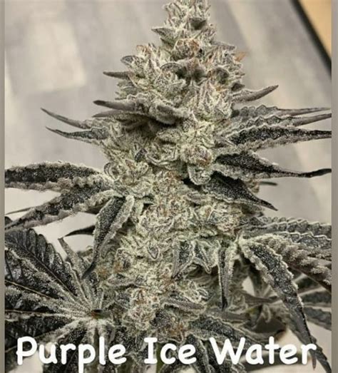 purple ice water strain