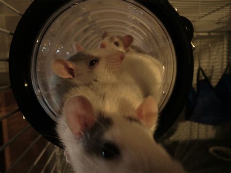 råttor till salu