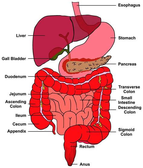 rectum diagram 